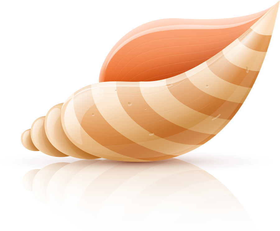 Seashell shellfish isolated PNG