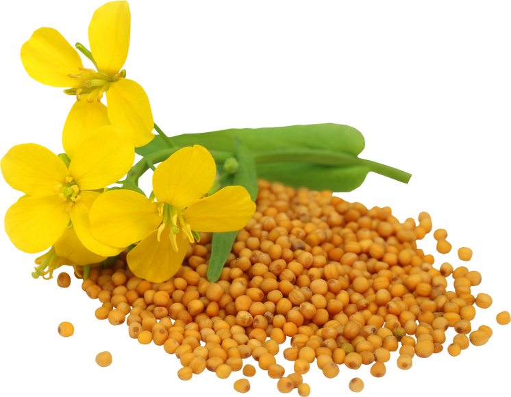 Mustard Flower with Seeds