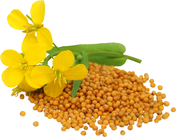 Mustard Flower with Seeds